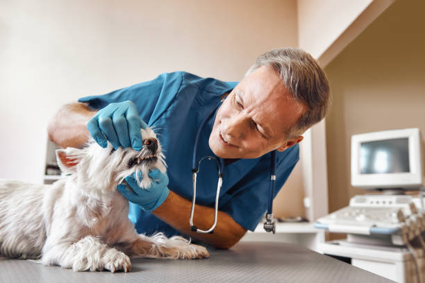 Best Pediatric Emergency Dentist in Seward, AK
